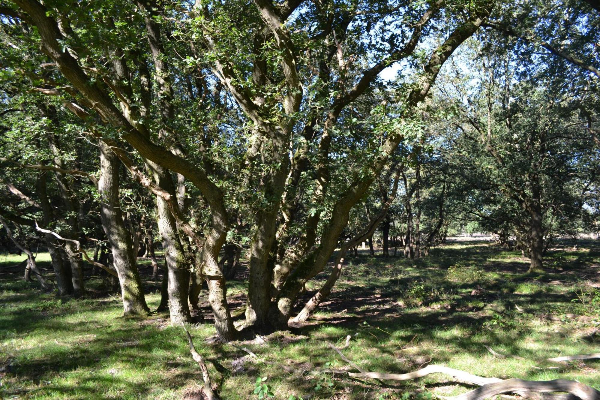 De Specht Villa Anloo Luaran gambar